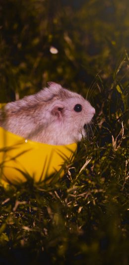 [2436x1125]仓鼠 草地 可爱 宠物 苹果手机壁纸图片
