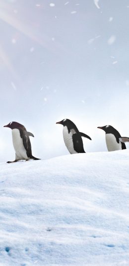 [2436x1125]企鹅 冰天雪地 排列 游禽 苹果手机壁纸图片