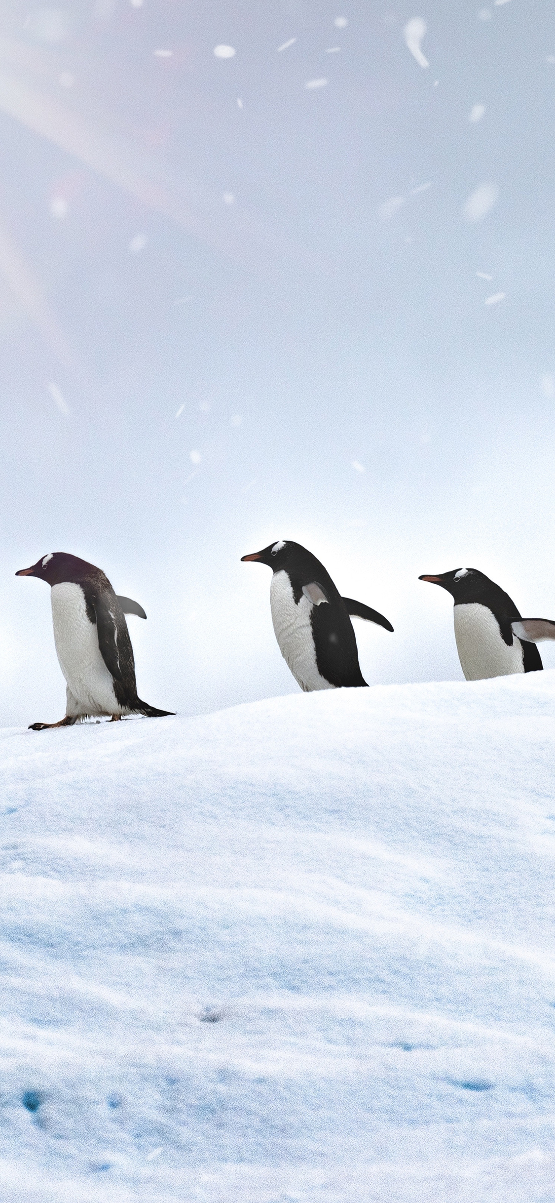 [2436×1125]企鹅 冰天雪地 排列 游禽 苹果手机壁纸图片