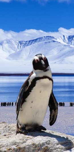 [2436x1125]企鹅 南极 冰川 可爱 苹果手机壁纸图片