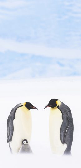 [2436x1125]企鹅 南极 冰川 王朝纪录片 苹果手机壁纸图片