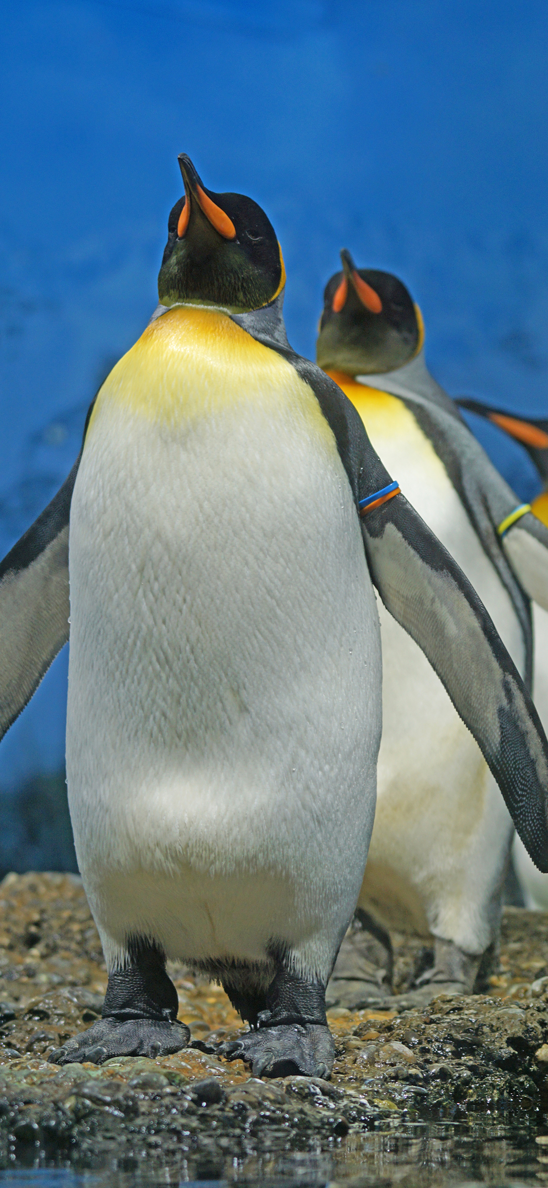 [2436×1125]企鹅 南极 可爱 排队 萌 苹果手机壁纸图片