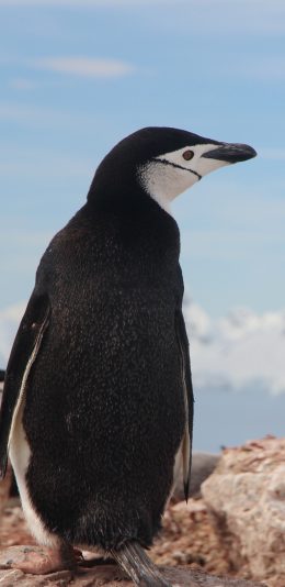 [2436x1125]企鹅 南极 可爱 萌 苹果手机壁纸图片