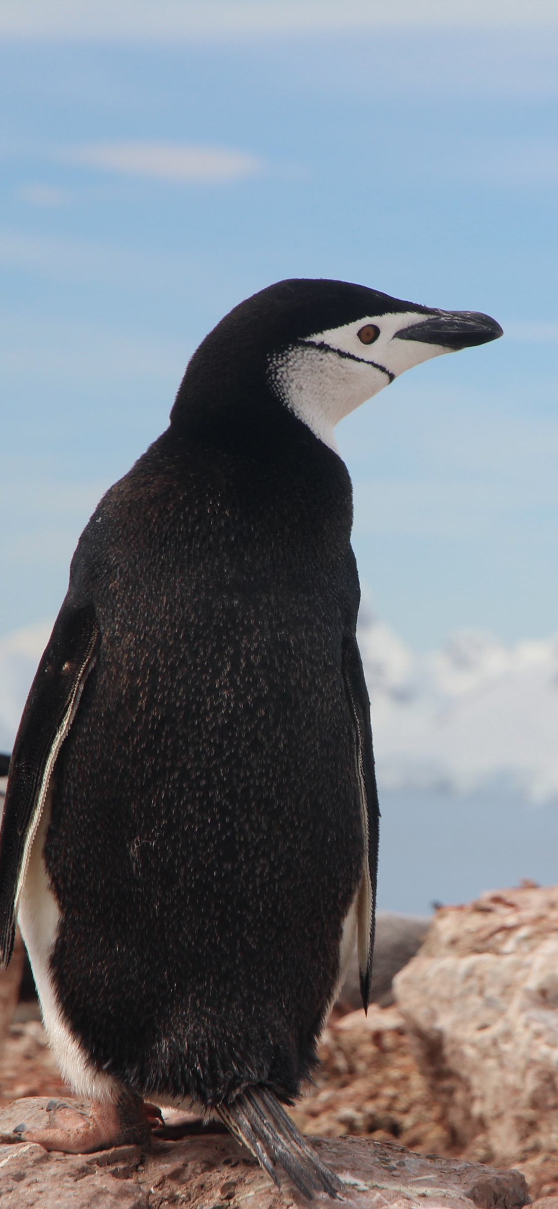 [2436×1125]企鹅 南极 可爱 萌 苹果手机壁纸图片