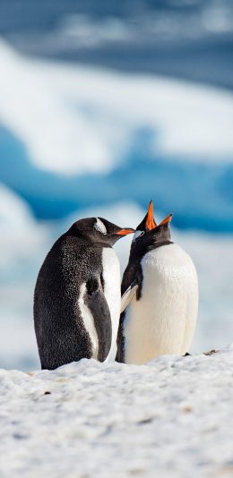 [2436x1125]企鹅 南极 可爱 萌 冰 苹果手机壁纸图片