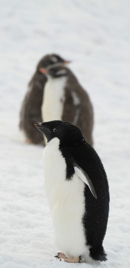 [2436x1125]企鹅 南极 可爱 黑白 雪地 苹果手机壁纸图片