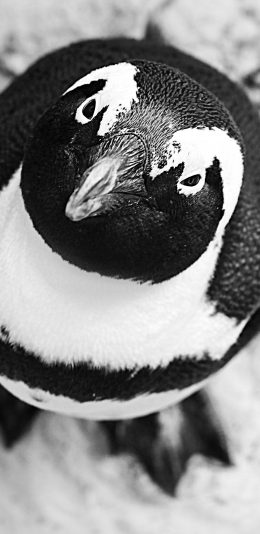 [2436x1125]企鹅 南极 呆萌 黑白 苹果手机壁纸图片