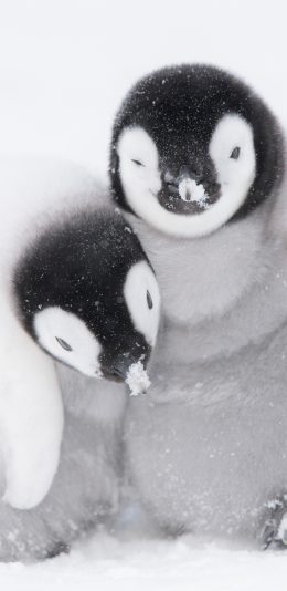 [2436x1125]企鹅 南极 雪地 寒冷 苹果手机壁纸图片