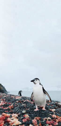 [2436x1125]企鹅 南极 鸟 可爱 石头 海岸 苹果手机壁纸图片