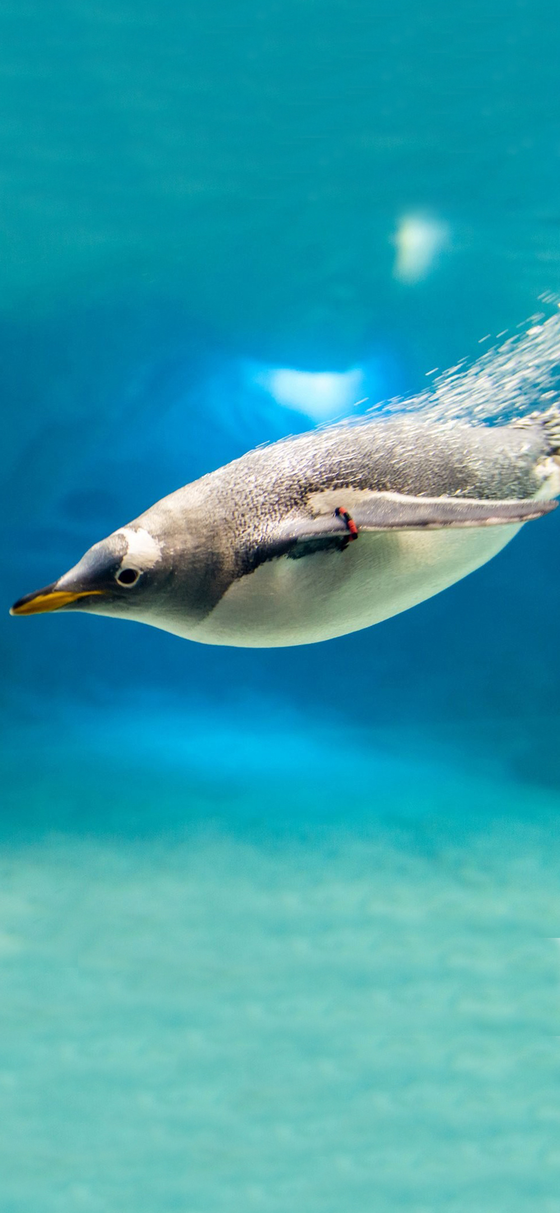 [2436×1125]企鹅 卵生动物 入水捕食 苹果手机壁纸图片