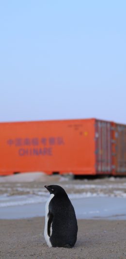 [2436x1125]企鹅 可爱 沙地 集装箱 孤独 苹果手机壁纸图片