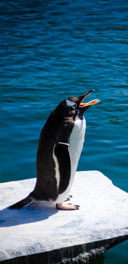 [2436x1125]企鹅 可爱 海水 蓝色 苹果手机壁纸图片