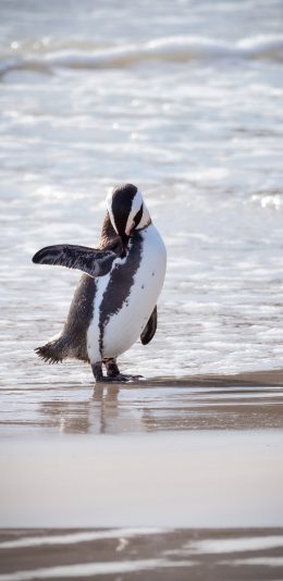 [2436x1125]企鹅 可爱 海边 沙滩 苹果手机壁纸图片