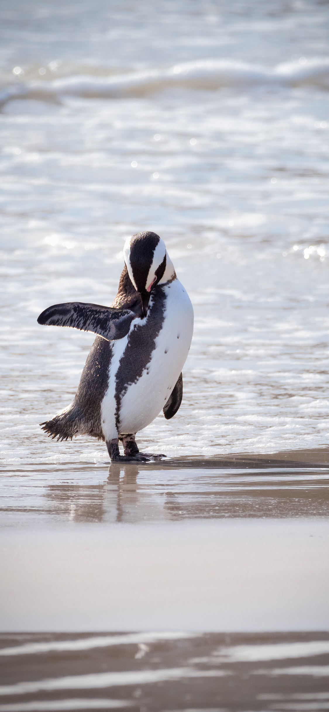 [2436×1125]企鹅 可爱 海边 沙滩 苹果手机壁纸图片