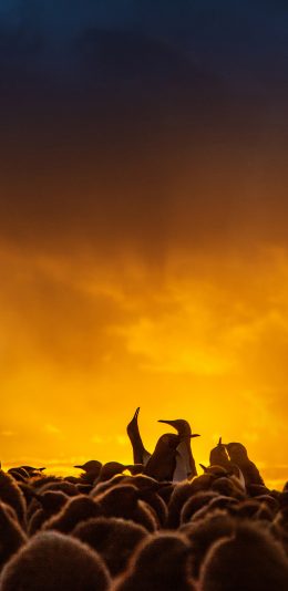 [2436x1125]企鹅 密集 种群 可爱 苹果手机壁纸图片