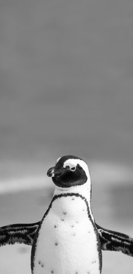 [2436x1125]企鹅 展翅 黑白灰 游禽 苹果手机壁纸图片