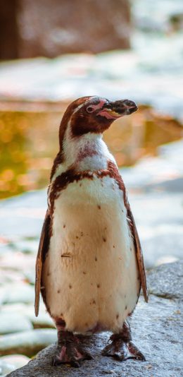 [2436x1125]企鹅 幼仔 游禽 站立 苹果手机壁纸图片