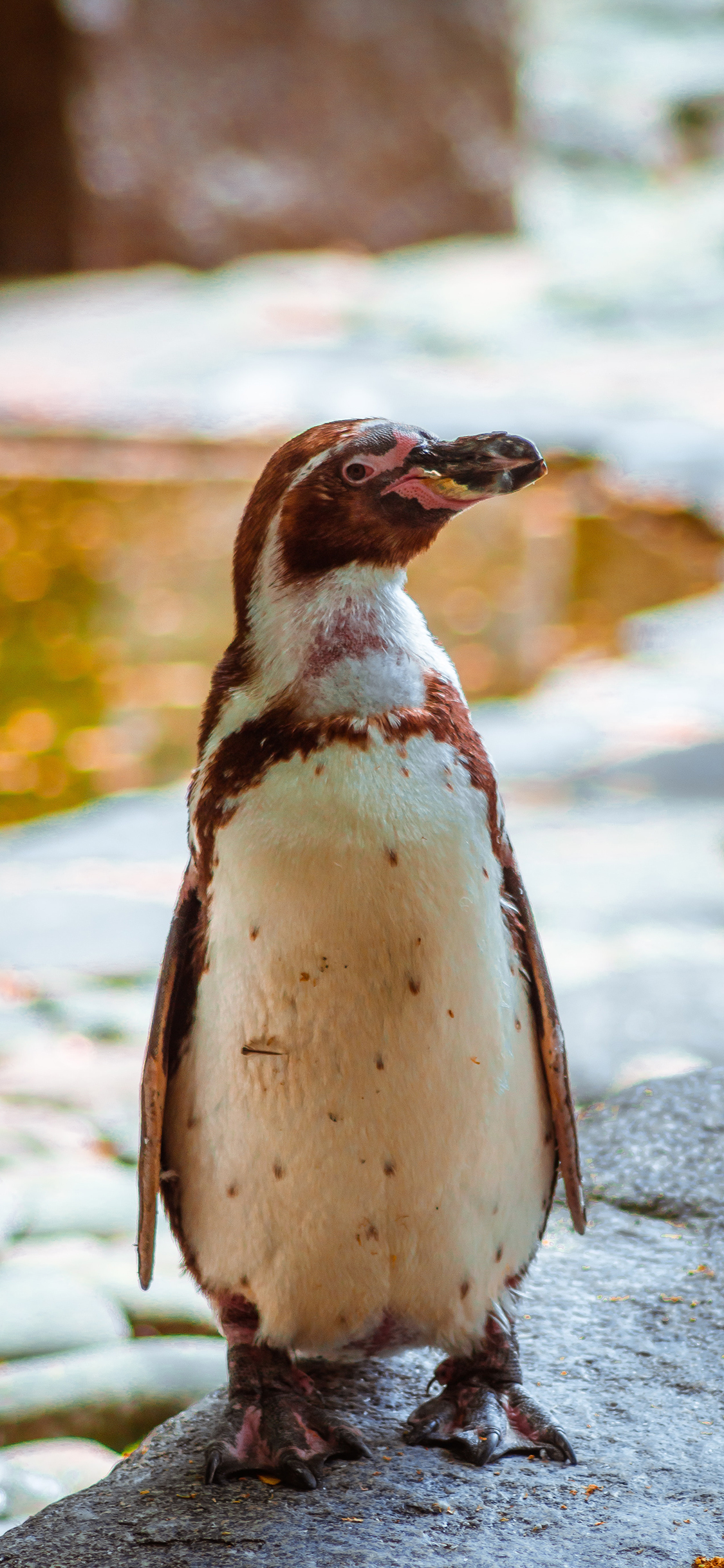 [2436×1125]企鹅 幼仔 游禽 站立 苹果手机壁纸图片