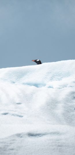 [2436x1125]企鹅 极地 冰川 雪地 游禽 苹果手机壁纸图片
