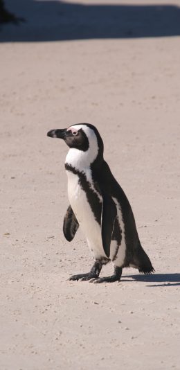 [2436x1125]企鹅 沙地 哺乳 游禽 苹果手机壁纸图片
