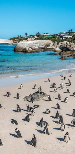 [2436x1125]企鹅 海滩 沙滩 海岸 可爱 苹果手机壁纸图片