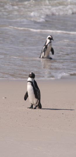 [2436x1125]企鹅 海滩 海浪 游禽 苹果手机壁纸图片