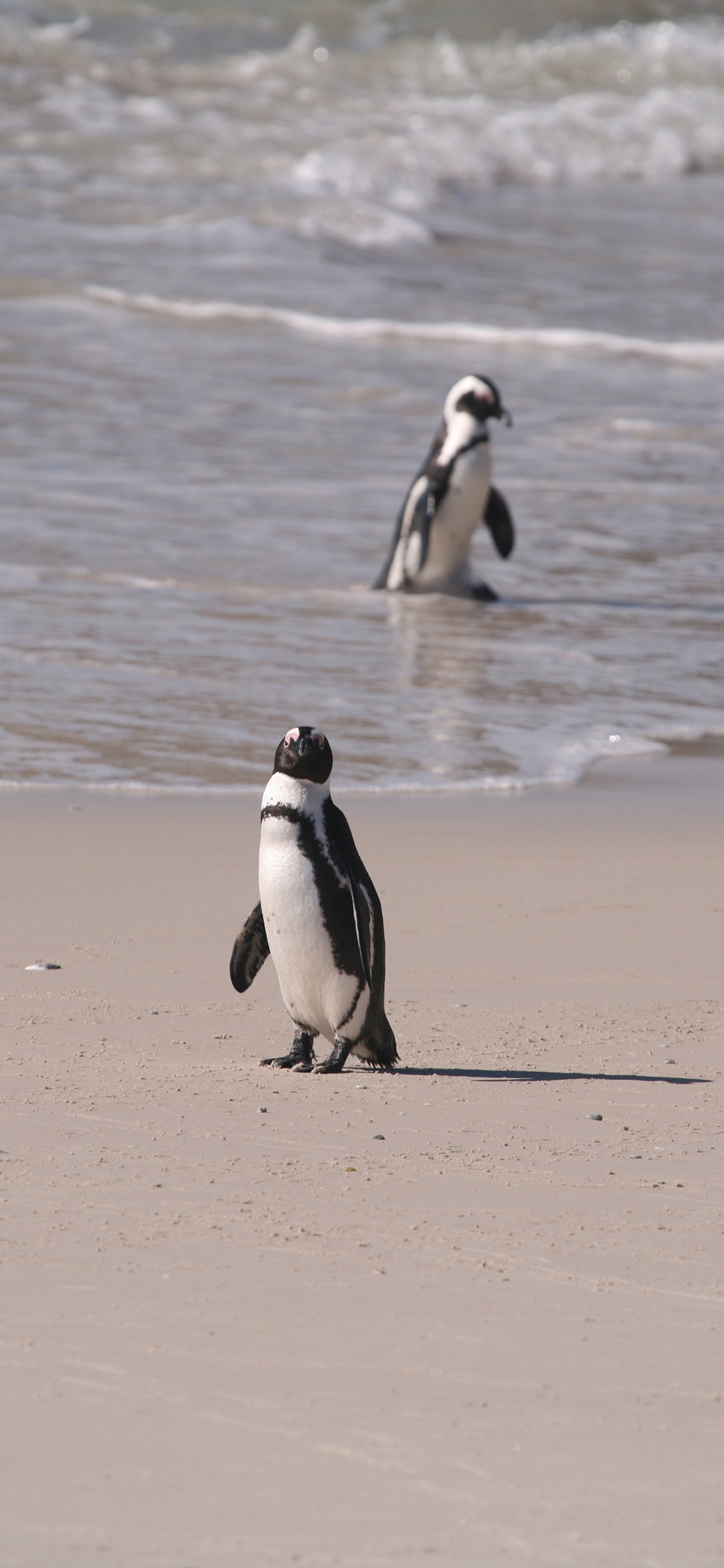 [2436×1125]企鹅 海滩 海浪 游禽 苹果手机壁纸图片