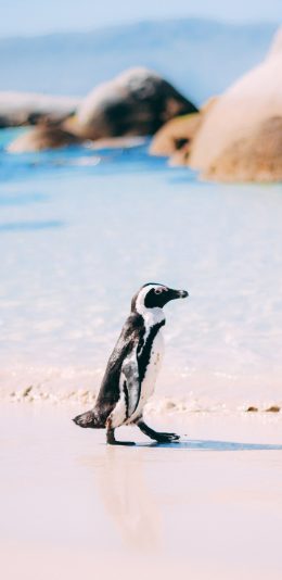 [2436x1125]企鹅 海边 沙滩 行走 萌 苹果手机壁纸图片