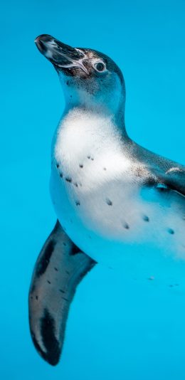 [2436x1125]企鹅 游动 海洋生物 苹果手机壁纸图片