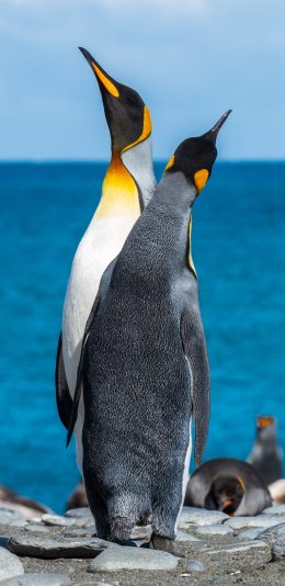 [2436x1125]企鹅 游禽  海洋之舟 皮毛 苹果手机壁纸图片