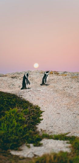 [2436x1125]企鹅 游禽 哺乳 黄昏 苹果手机壁纸图片