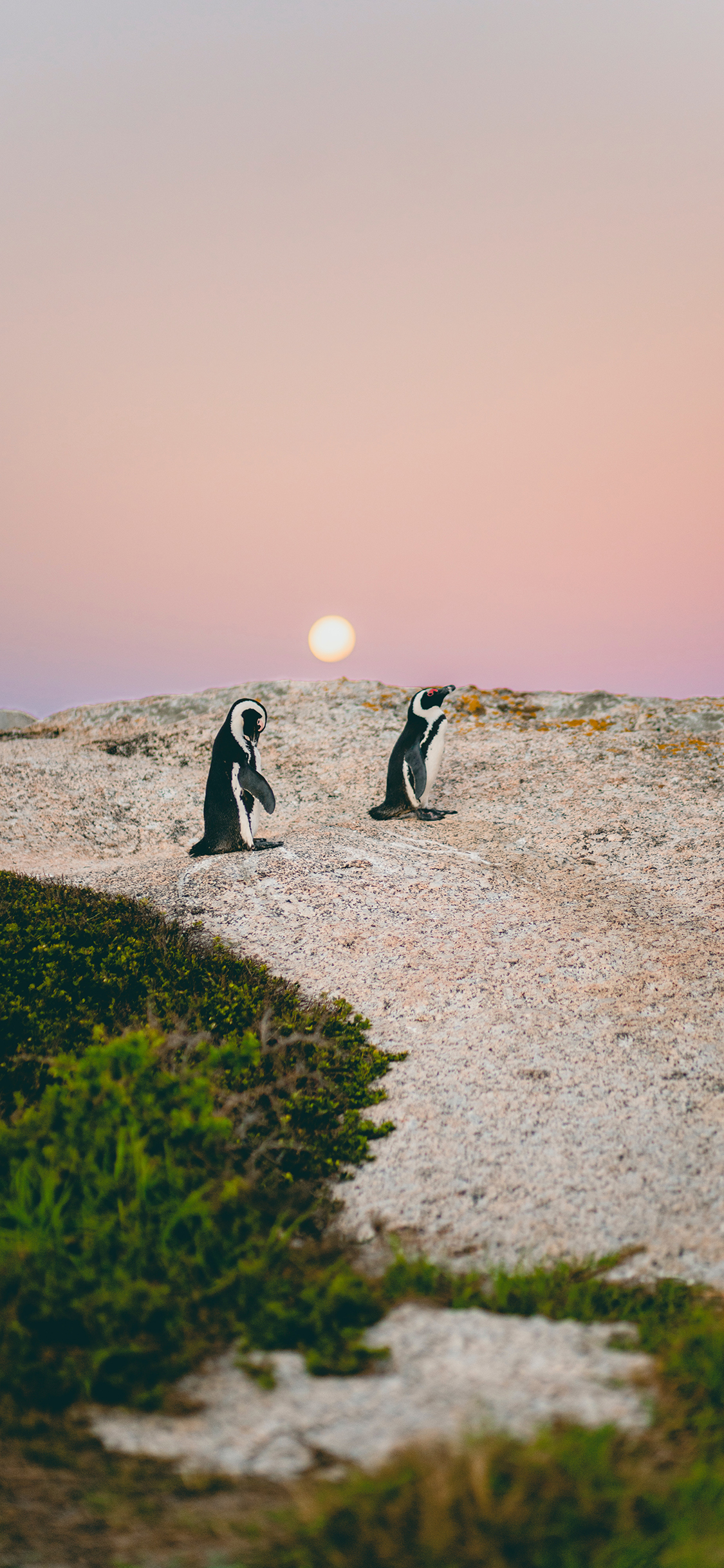 [2436×1125]企鹅 游禽 哺乳 黄昏 苹果手机壁纸图片