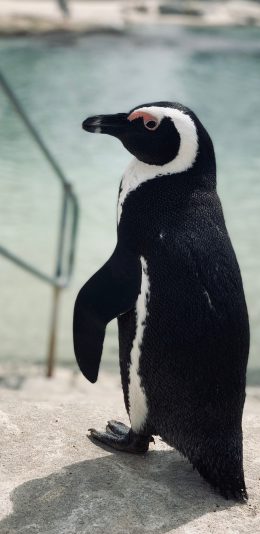[2436x1125]企鹅 游禽 水池 皮毛 苹果手机壁纸图片