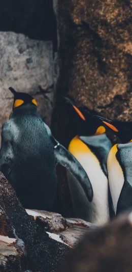 [2436x1125]企鹅 游禽 群君 岩石 苹果手机壁纸图片
