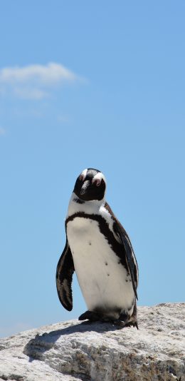 [2436x1125]企鹅 石头 可爱 蓝天 苹果手机壁纸图片