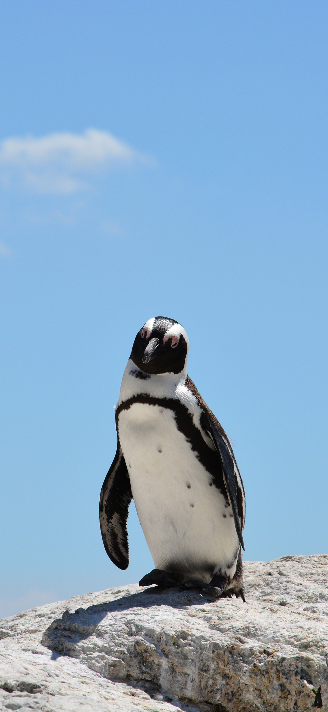 [2436×1125]企鹅 石头 可爱 蓝天 苹果手机壁纸图片