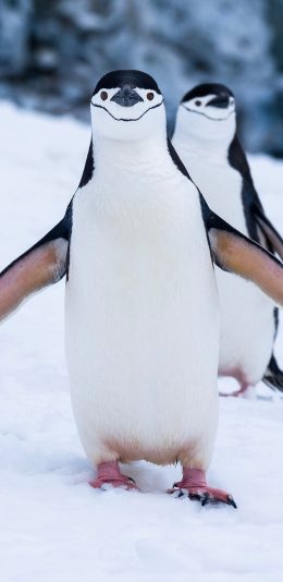 [2436x1125]企鹅 禽类 雪地 可爱 苹果手机壁纸图片