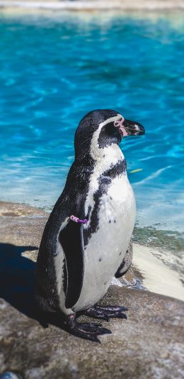 [2436x1125]企鹅 禽类 黑白 海洋生物 苹果手机壁纸图片