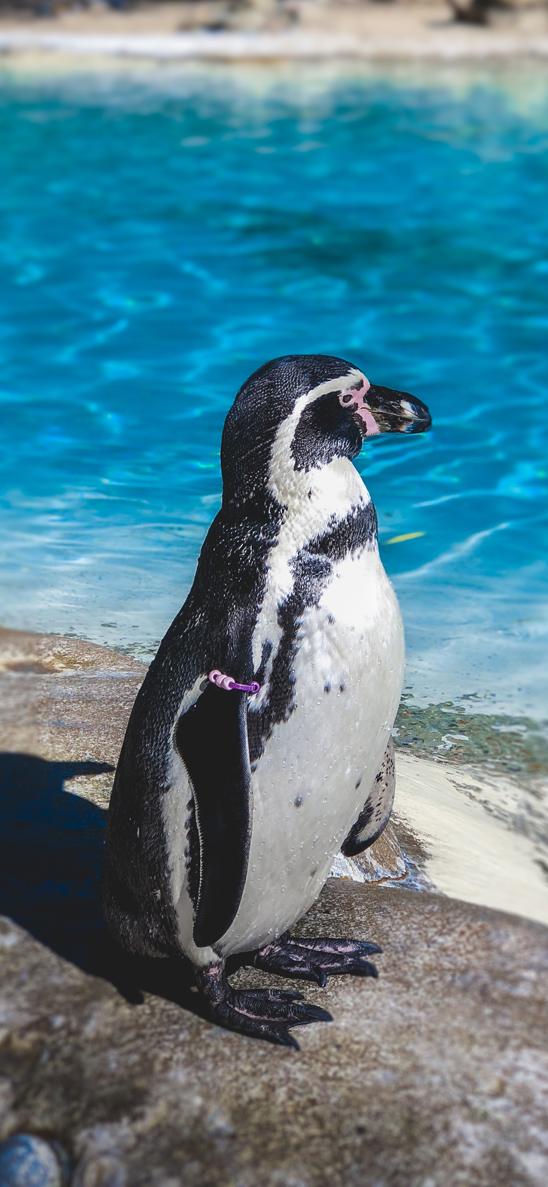 [2436×1125]企鹅 禽类 黑白 海洋生物 苹果手机壁纸图片