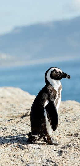 [2436x1125]企鹅 站立 游禽 阳光 苹果手机壁纸图片
