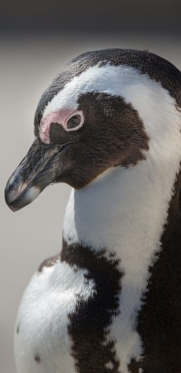 [2436x1125]企鹅 羽毛 黑白 垂头 苹果手机壁纸图片