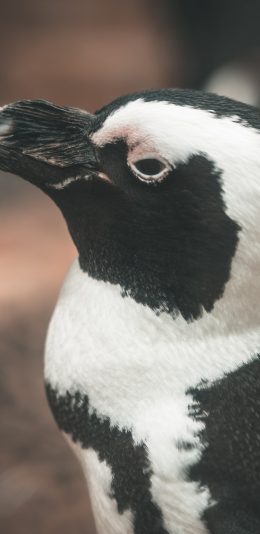 [2436x1125]企鹅 羽毛 黑白 水禽 苹果手机壁纸图片