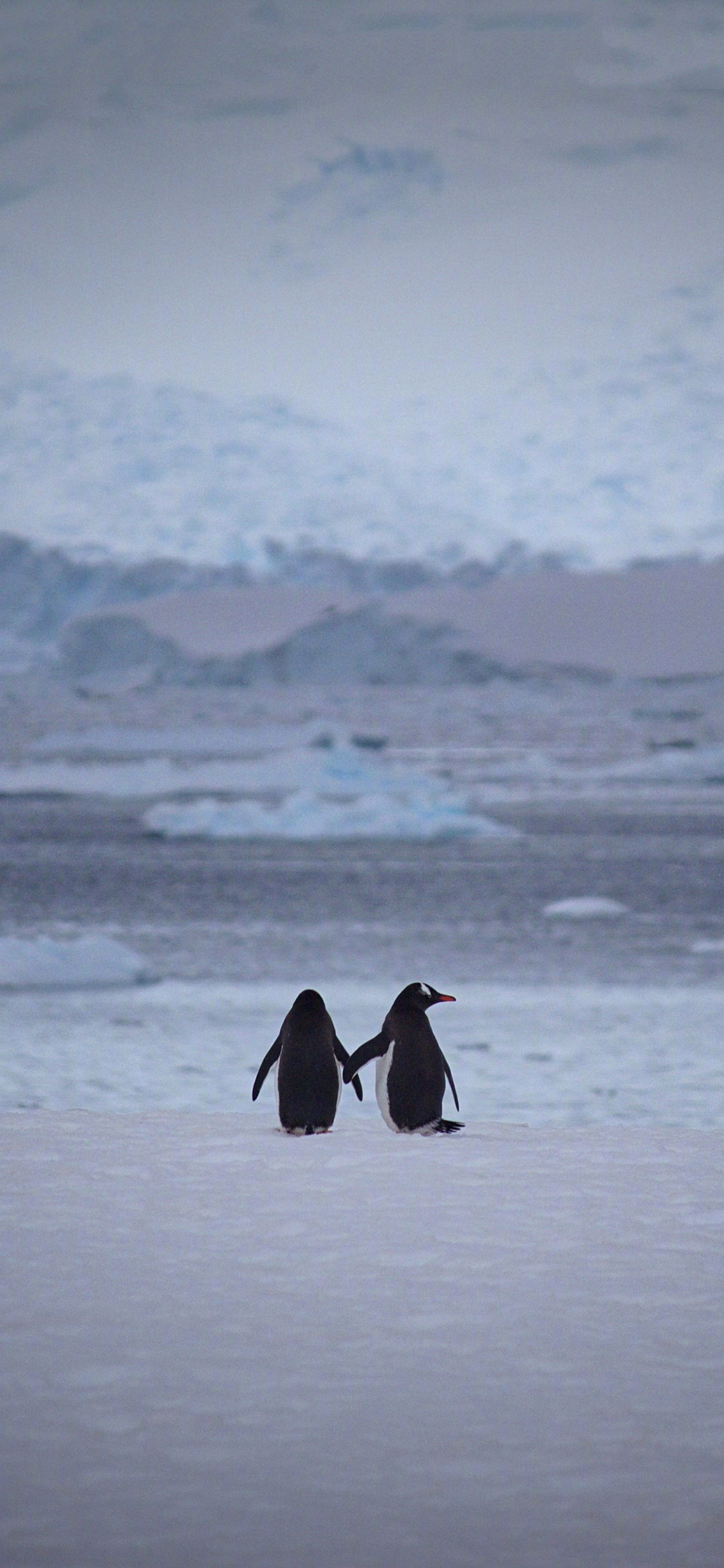 [2436×1125]企鹅 背影 可爱 南极 寒冷 苹果手机壁纸图片