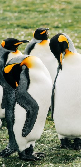 [2436x1125]企鹅 草坪 可爱 站立 苹果手机壁纸图片
