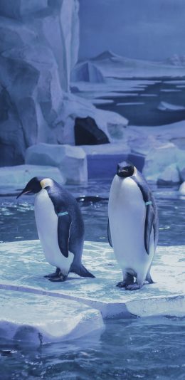 [2436x1125]企鹅 蓝色 海洋馆 水 可爱 苹果手机壁纸图片