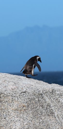 [2436x1125]企鹅 行走 可爱 海边 苹果手机壁纸图片