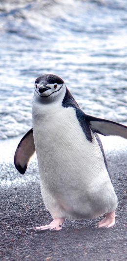 [2436x1125]企鹅 行走 海边 海滩 苹果手机壁纸图片