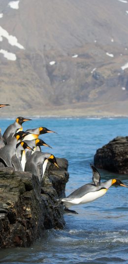 [2436x1125]企鹅 跳跃 雏鹰起飞 礁石 苹果手机壁纸图片