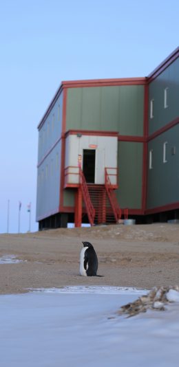 [2436x1125]企鹅 集装箱 可爱 萌 苹果手机壁纸图片