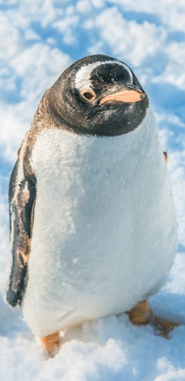 [2436x1125]企鹅 雪地 南极 寒冷 可爱 苹果手机壁纸图片
